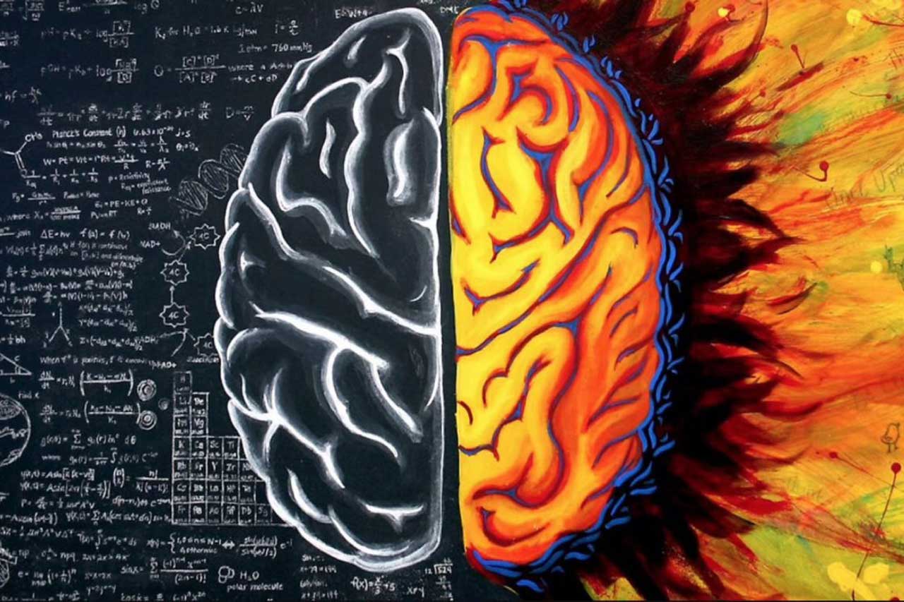 Ведущее полушарие мозга. Полушария мозга. Два полушария мозга. Левое и правое полушарие. Левое полушарие мозга.